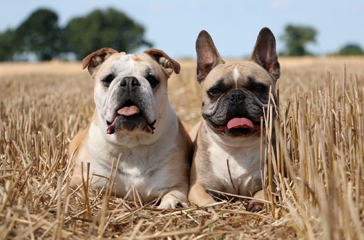 english french bulldog