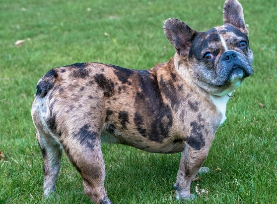 double merle french bulldog