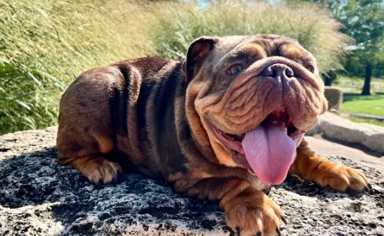 chocolate english bulldog