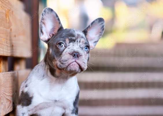 bulldog frances blue merle