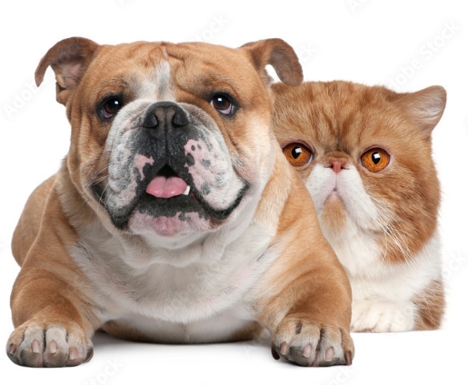 bulldog cat