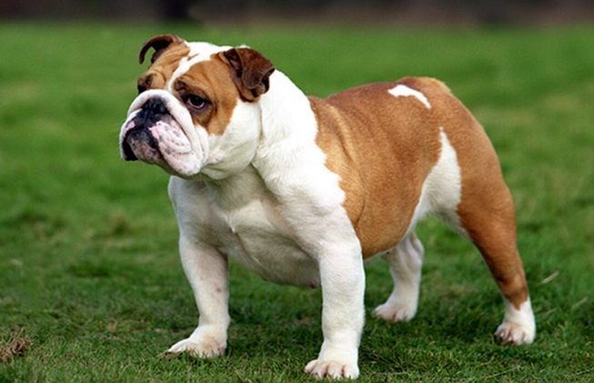 british bull dogs