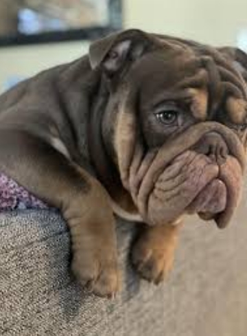 brown bulldog