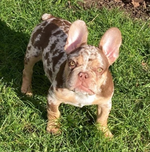 brown merle french bulldog