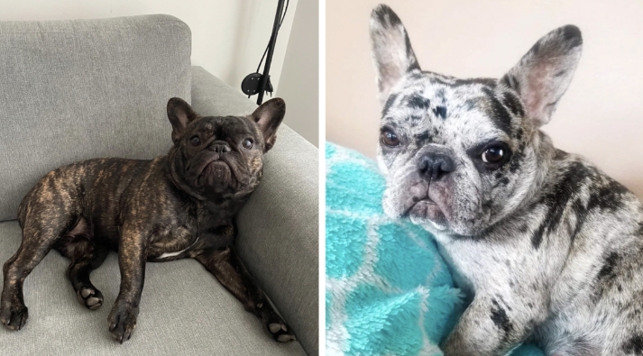 brindle merle french bulldog