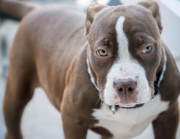 brown american bulldog