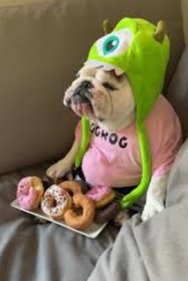 eggnog the bulldog