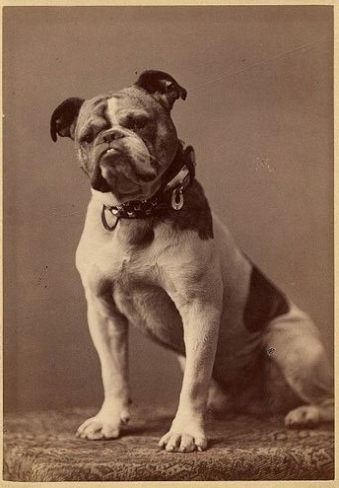 english bulldog 100 years ago