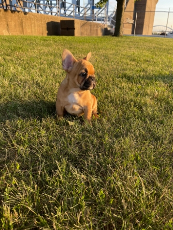 french bulldog reddit