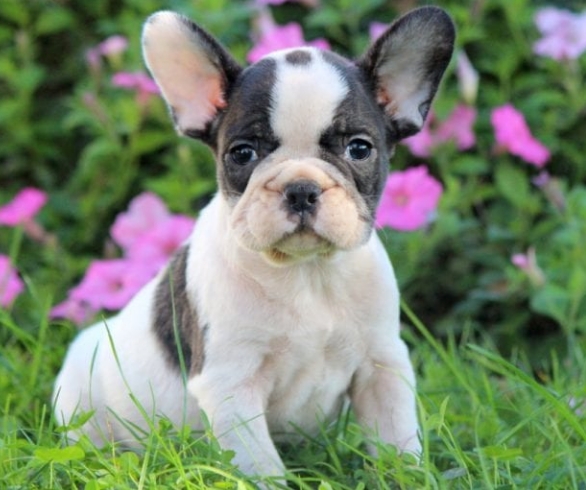 french bulldog puppies for sale 500