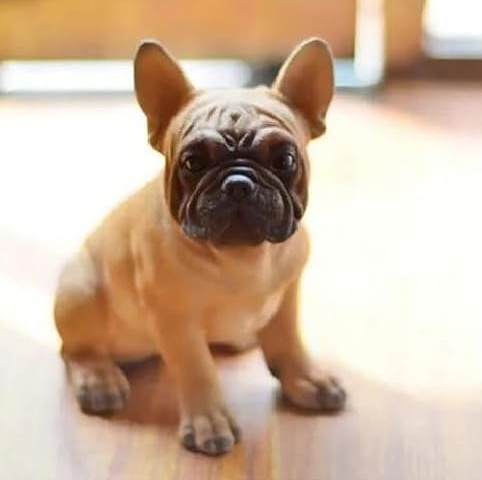 french bulldog tan