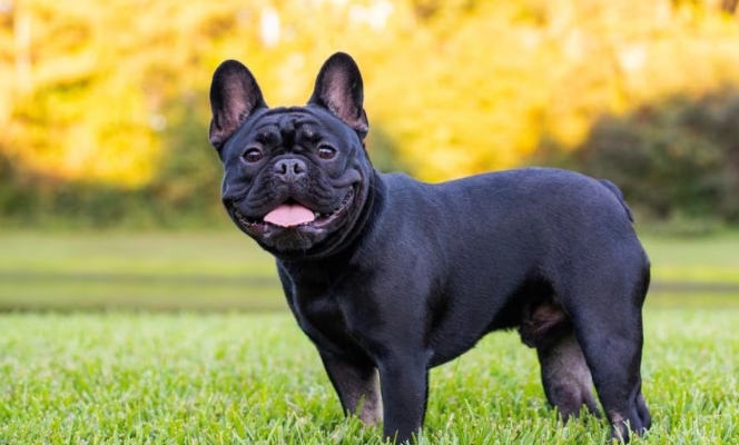 french bulldog full grown