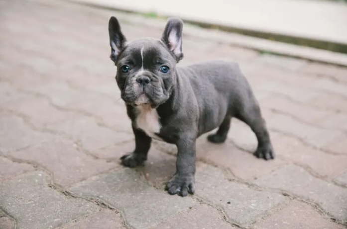 grey and white french bulldog