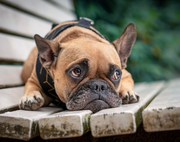 french bulldog crying