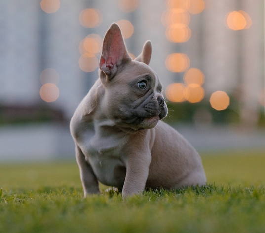 french bulldog club of america