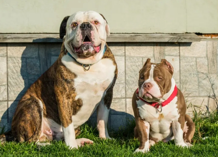 bulldog american bully