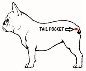 french bulldog tail pocket