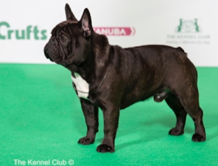 french bulldog with snout