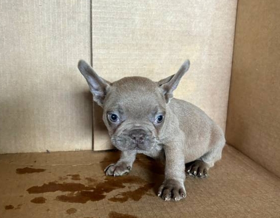 french bulldogs for sale near me under $2000