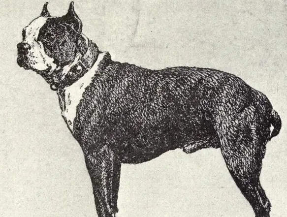 french bulldog 100 years ago