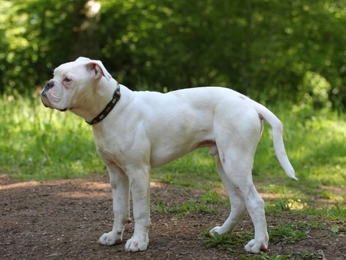 dorset bulldog