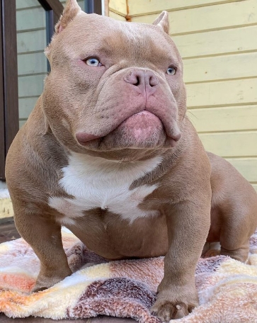 english bulldog mixed with pitbull