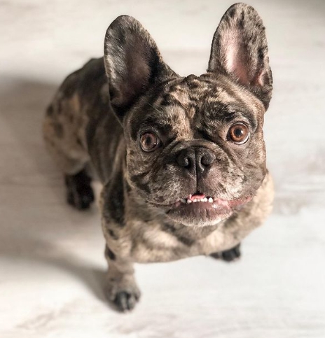 chocolate merle french bulldog