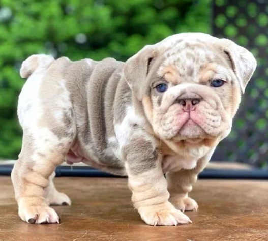 cute english bulldog