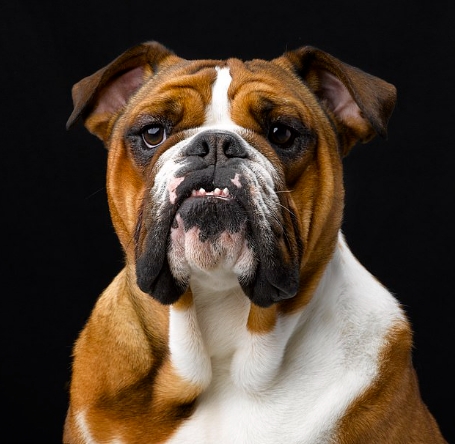 dutch bulldog