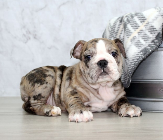 chocolate merle english bulldog