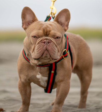 chocolate tan french bulldog