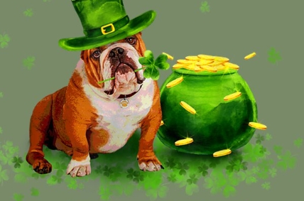 irish bulldog