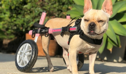 husky pink french bulldog