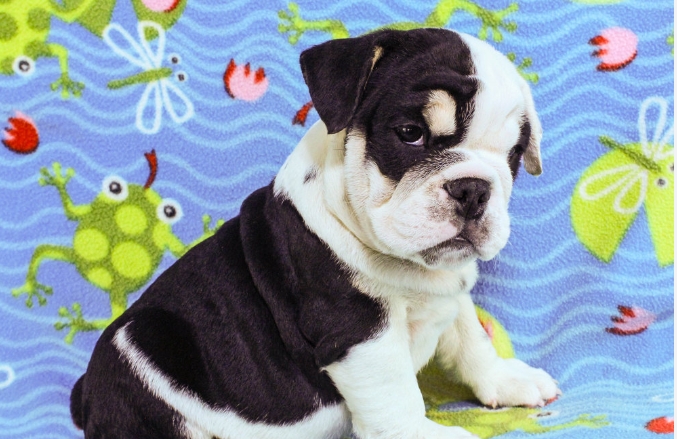 small english bulldog