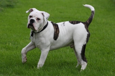 old tyme bulldog for sale