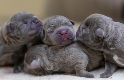 newborn french bulldog