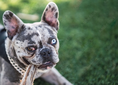 merle bulldog frances