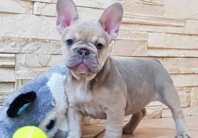 lilac sable french bulldog