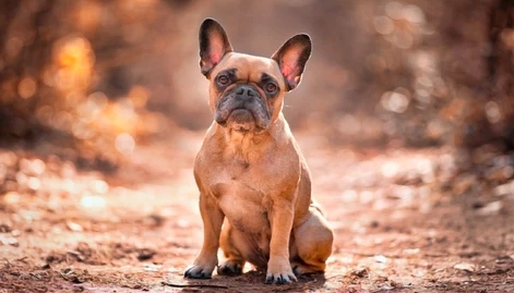 sable french bulldog