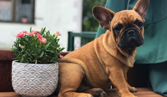 red french bulldog