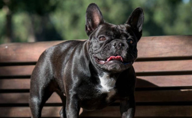 rare bulldog breeds