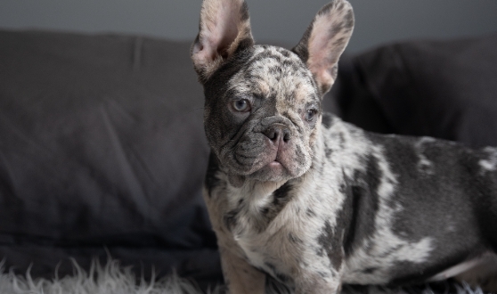 platinum merle french bulldog