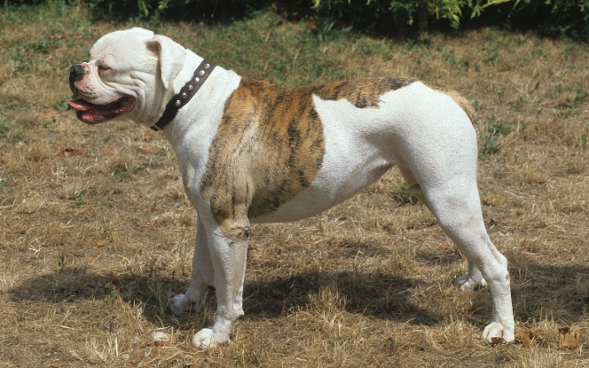 tall bulldog