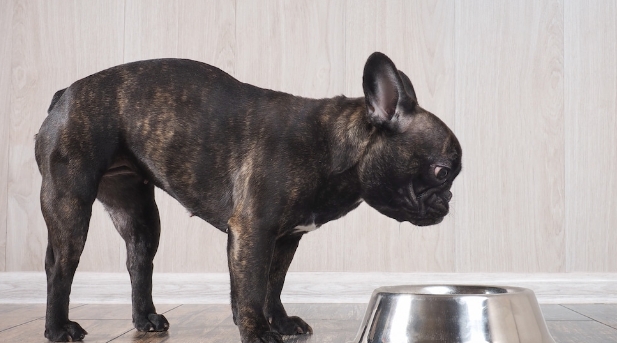 skinny french bulldog