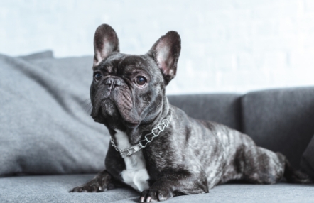 new french bulldog