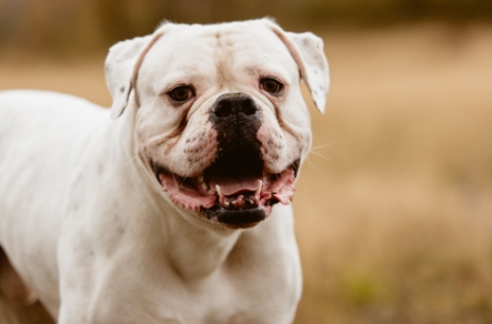 miniature american bulldog