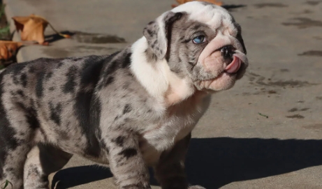 merle english bulldog price