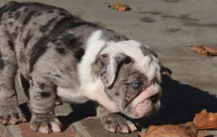 merle british bulldog