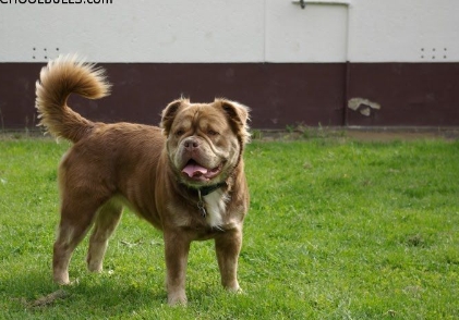 mammut olde english bulldog