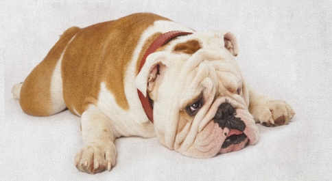 sad bulldog